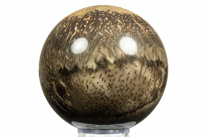 Polished Petrified Palmwood (Palmoxylon) Sphere - Myanmar #311713